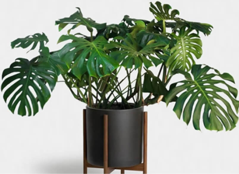 Top 10 Succulents for
                  Your Home