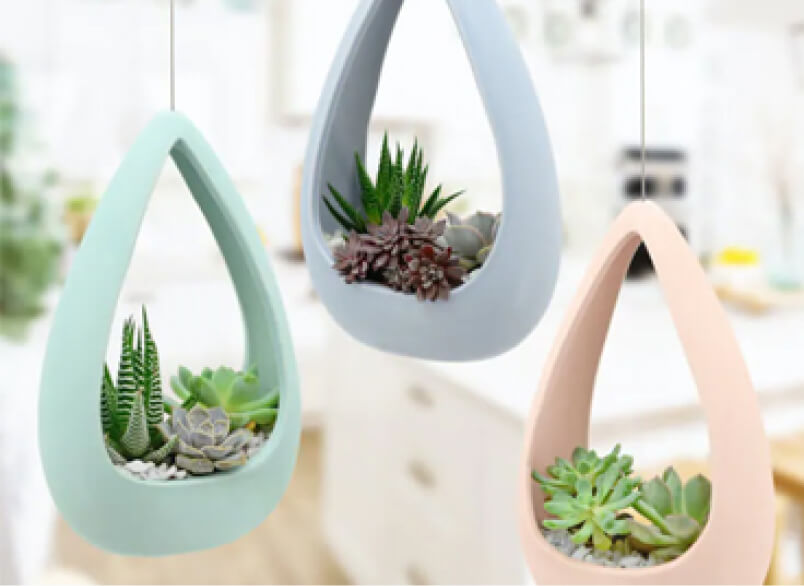 Cacti & Succulent
                  Care Tips