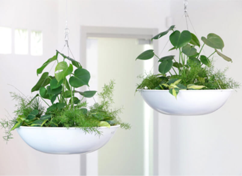 Best Houseplants
                  Room by Room